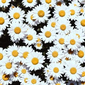 国产麻豆精品观看
